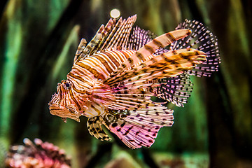 Image showing Close up view of a venomous Red lionfish