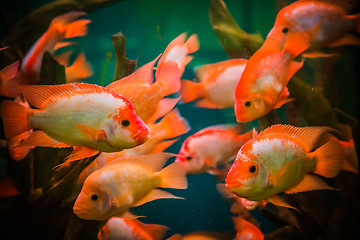 Image showing Ttropical freshwater aquarium with fishes