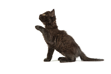 Image showing Cute black kitten on  a white background