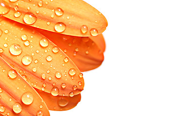 Image showing drops on petal