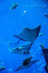 Image showing Stingray fish. Aquarium tropical fish on a coral reef
