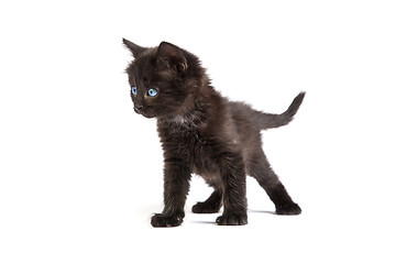 Image showing Cute black kitten on  a white background
