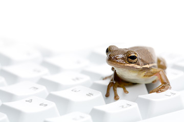 Image showing frog on keyboard