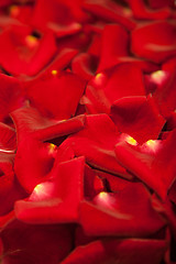 Image showing Background of red rose petals