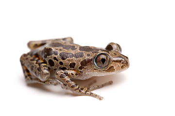 Image showing tree frog