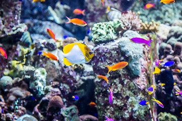 Image showing Aquarium tropical fish on a coral reef