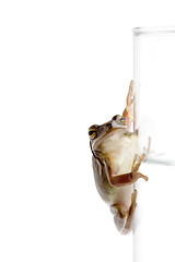 Image showing frog on glass of water