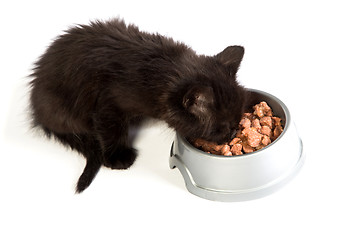 Image showing Black kitten eating cat food on a white background