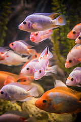 Image showing Ttropical freshwater aquarium with fishes