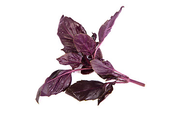 Image showing Fresh green basil leaves on white background