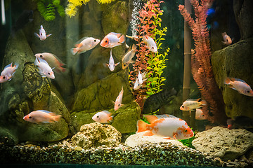 Image showing Ttropical freshwater aquarium with fishes