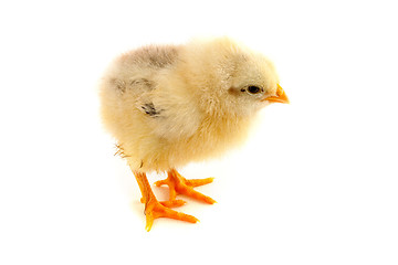 Image showing The yellow chick on a white background