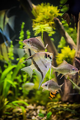 Image showing Freshwater aquarium with fish pterophyllum scalare