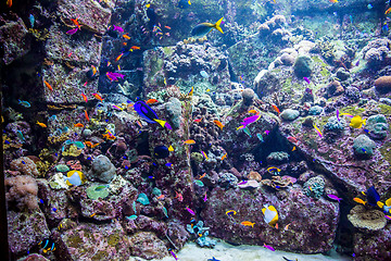 Image showing Aquarium tropical fish on a coral reef