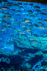 Image showing Aquarium tropical fish on a coral reef