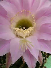 Image showing Cactus Flower e Stamen