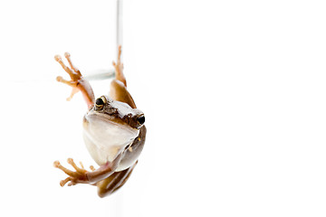 Image showing frog on glass