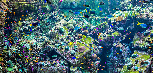 Image showing Aquarium tropical fish on a coral reef