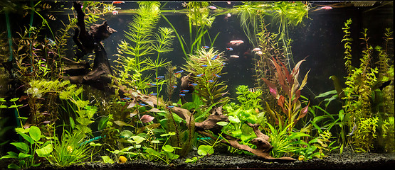 Image showing Ttropical freshwater aquarium with fishes