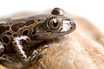 Image showing tree frog