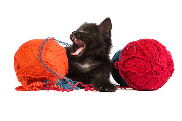 Image showing Black kitten playing with a red ball of yarn on white background