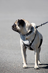 Image showing pug on a leash