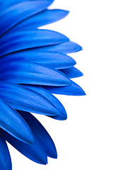 Image showing blue daisy isolated on white