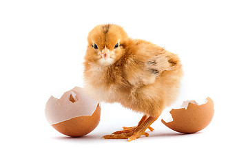 Image showing The yellow small chicks with an egg