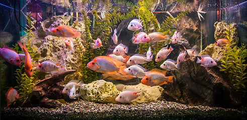 Image showing Ttropical freshwater aquarium with fishes