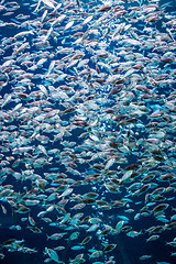 Image showing Aquarium tropical fish on a coral reef