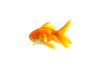 Image showing Goldfish