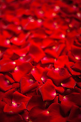 Image showing Background of red rose petals