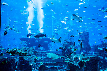 Image showing Aquarium tropical fish on a coral reef