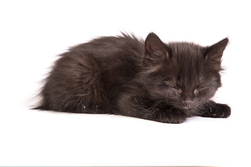 Image showing Cute black kitten on  a white background