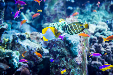 Image showing Aquarium tropical fish on a coral reef