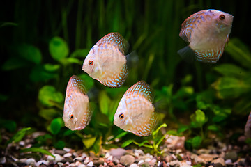 Image showing Ttropical freshwater aquarium with fishes