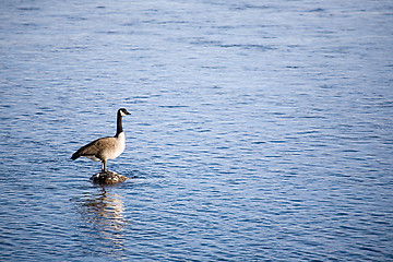 Image showing canada goose on river rock