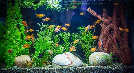 Image showing Ttropical freshwater aquarium with fishes