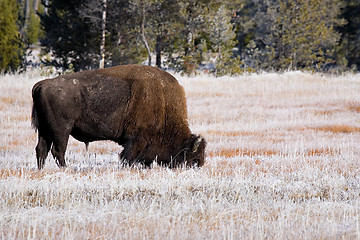 Image showing bison grazing