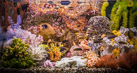 Image showing Ttropical freshwater aquarium with fishes