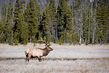 Image showing bull elk