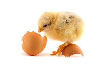 Image showing The yellow small chicks with an egg