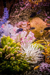 Image showing Ttropical freshwater aquarium with fishes