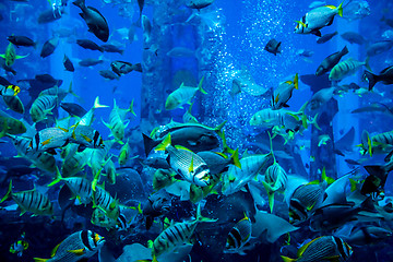 Image showing Aquarium tropical fish on a coral reef