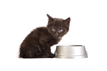 Image showing Black kitten eating cat food on a white background