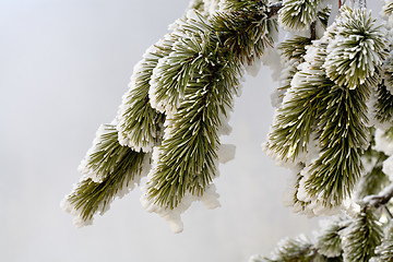 Image showing winter pine