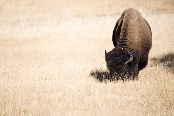 Image showing bison