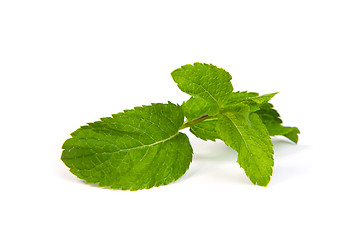 Image showing mint leaves on white background