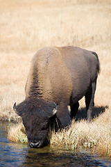 Image showing bison drinking from river