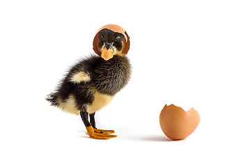 Image showing Black small duckling with egg on a white